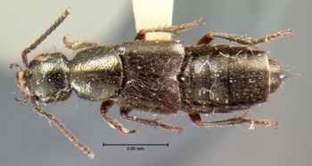 Media type: image;   Entomology 7315 Aspect: habitus dorsal view